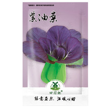 Purple Lady Bok Choy | Pak Choi USA Pok Asian Chinese 1200pcs Seeds Vegetable... - £10.57 GBP