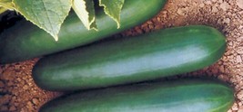 GIB 25 Seeds Easy To Grow Thunderbird Cucumber Hybrid Vegetable Pickling... - £7.13 GBP