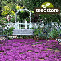 Fresh Garden Creeping Thyme Seeds  1,500 Seeds  Heirloom - Non-GMO  - £8.75 GBP