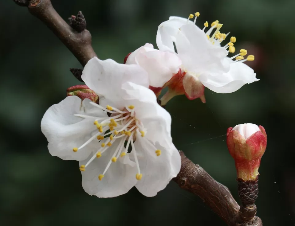 Dwarf Apricot Tree{Prunus armeniaca}Organic 5 Pre-Stratified seeds - £10.67 GBP