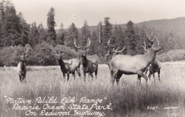 Native Wild Elk Range Prairie Creek State Park CA Real Photo RPPC Postcard C53 - £2.34 GBP