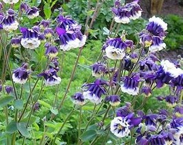 100 Mixed European Columbine Aquilegia Flower Seeds Fresh Usa Seller - $10.45