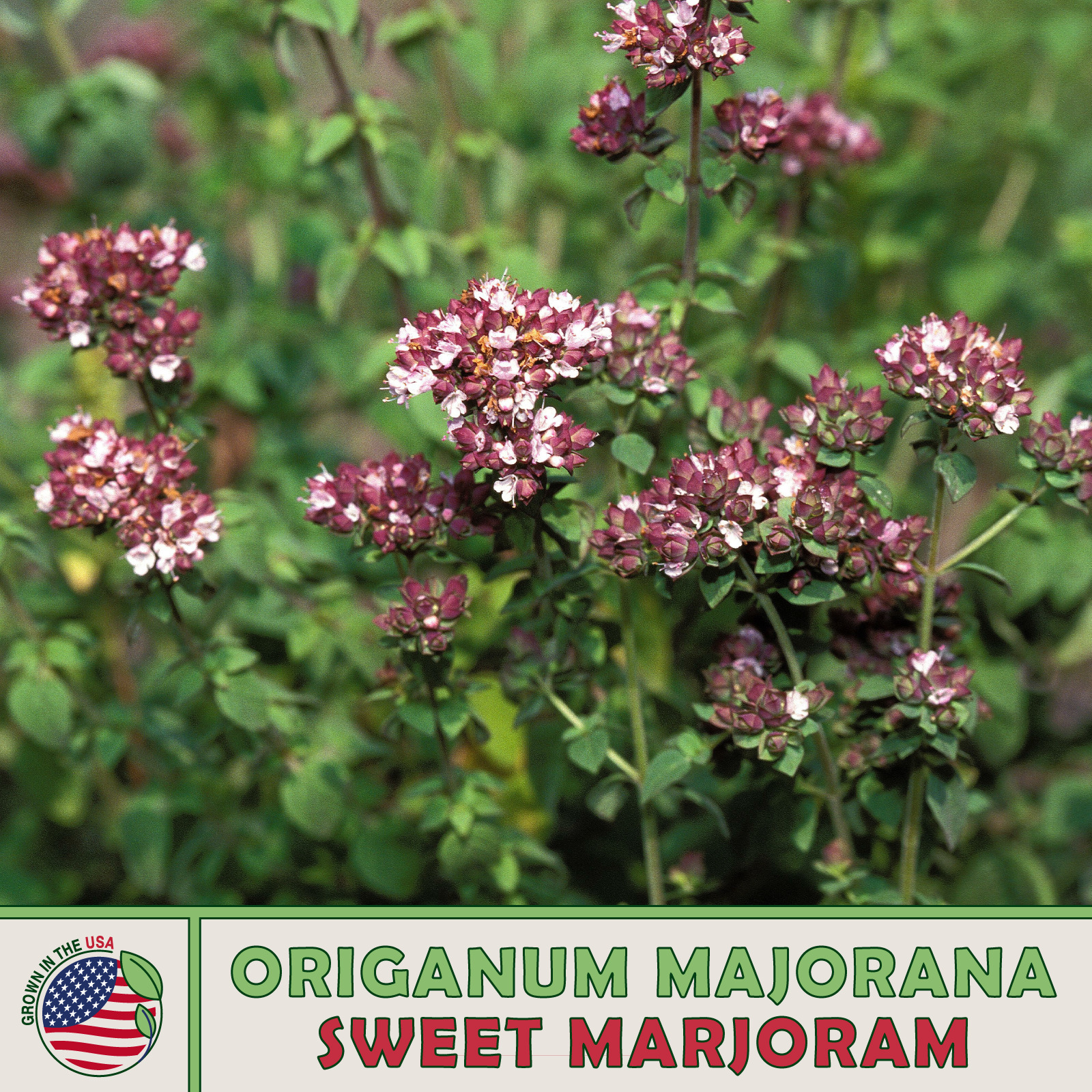 1000 Sweet Marjoram Seeds Origanum Majorana Culinary Fresh Seeds - $4.80