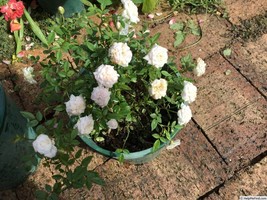 Item image 10
