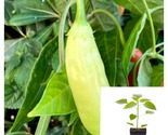 Pepper Italian White Wax Plant Chileno Pepper Live Plant - £36.86 GBP