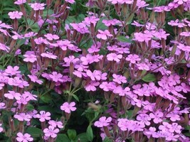 Tisseeds Soapwort Seeds 200 Saponaria Ocymoides Pink Wildflower Fast Ship Us - £6.75 GBP