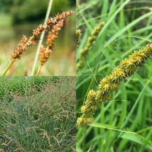 Carex vulpinoidea | Tussock Sedge | Bareroot | Wetland Restoration | Liv... - £27.17 GBP