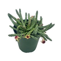 Stapelia Procumbens, 4 inch, Huernia Procumbus, Starfish Cactus Orbea - £14.78 GBP