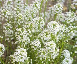 US Seller 6.000 Baby&#39;s Breath Wildflower Seeds Tiny White Flowers - £9.96 GBP