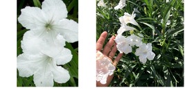 (1) live plant White Mexican Petunias 10+++ “ Tall Blooming Beautiful - £27.90 GBP