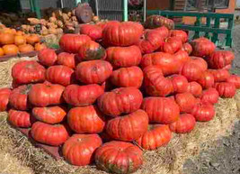 Cinderella Pumpkin Seeds Rouge Vif D&#39;Etampes 10 Seeds 1078 Fresh Garden Beautifu - £5.89 GBP