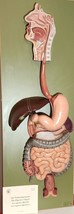 SOMSO Complete Digestive System Model - 2/3 Life Size- used - £794.94 GBP