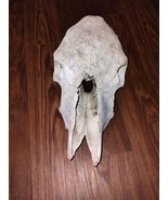 Real Cow Skull Head W/O Horns Animal Western Man Cave Country Cabin Decor  - $48.26