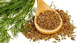 FG Organic Cumin {Cuminum cyminum} Culinary Grade | Annual | 50+ seed Free Shipp - £7.57 GBP