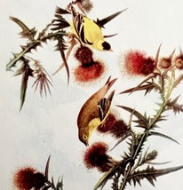 American Goldfinch 1950 Lithograph Art Print Audubon Bird First Edition DWU14F - $29.99