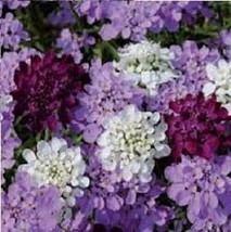 50 Candytuft Candy Cane Flower Seed Mix / Iberis Umbellata / Annual Fresh Garden - $14.80