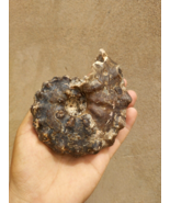 4 inches: Nice Mammites Nodosoides Ammonite Fossils from Morocco AM10 - $1,160.66 MXN