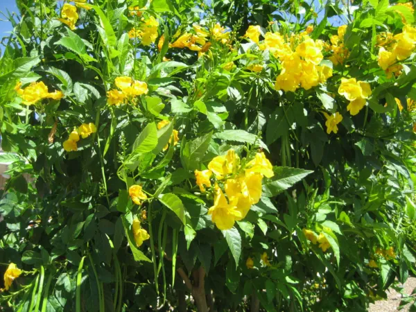 Trumpet Or Hummingbird Vine Yellow Flower 20 Seeds Fresh - £8.65 GBP