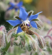 Borage Blue Edible Herb Candied Flowers Companion To Tomatoes Non-Gmo 100 Seeds - £7.92 GBP