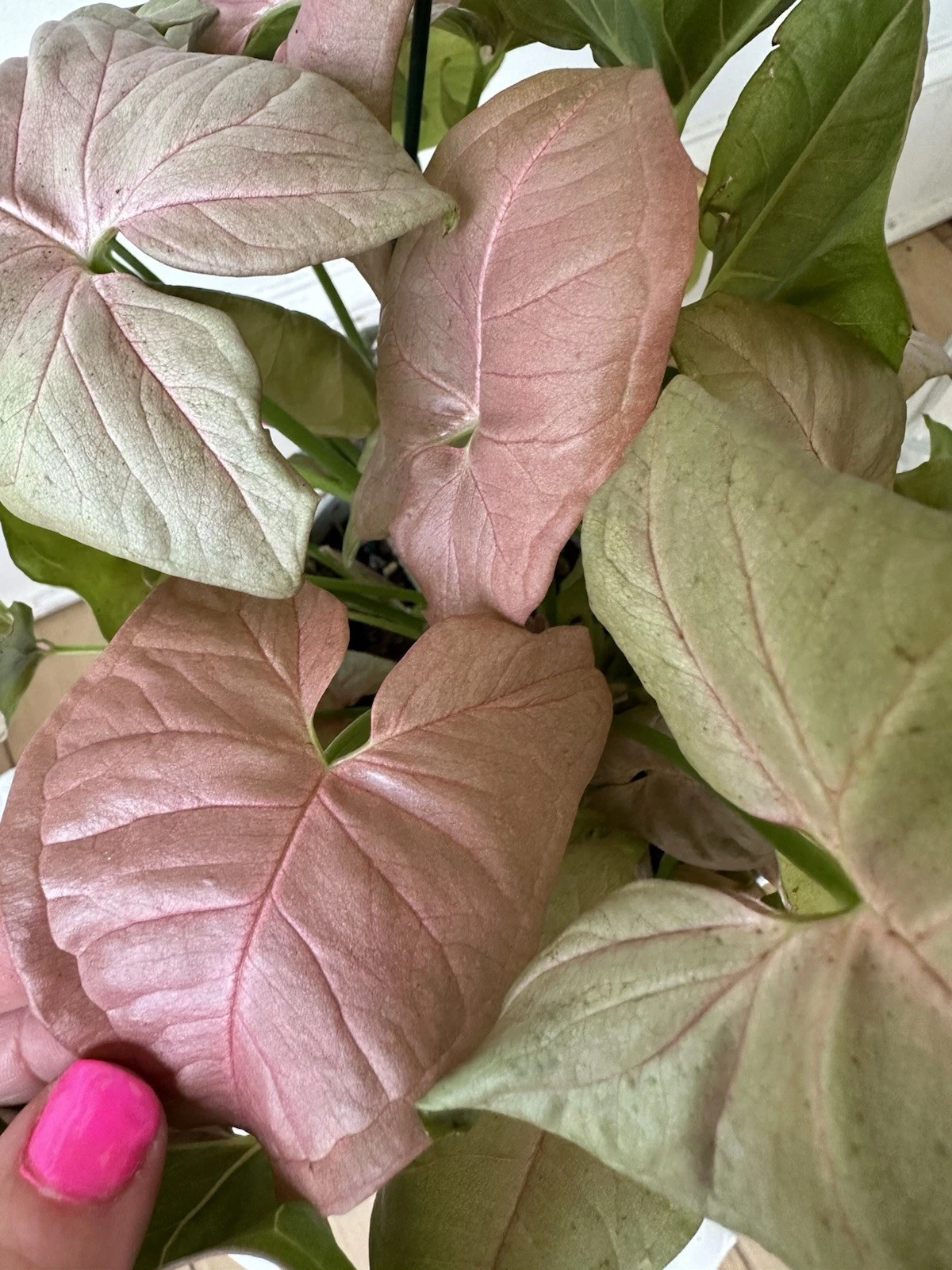Arrowhead Plant Neon Pink  Syngonium Podophyllum 6 Rooted Plant - $26.92