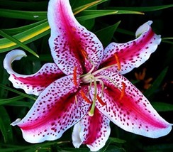 USA Store 20 Seeds Stargazer Lily Seeds Beautiful Flower Plant  Fast Ship - £6.97 GBP