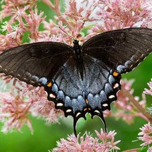 Eutrochium Maculatum Joe Pye Weed 200 Seeds Gardening USA SELLER - £11.45 GBP