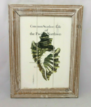 Cream &amp; Tan Seashell, Seashore Life Framed Wall Art Wood Sign 16.5&quot; X 12.5&quot; - $16.66