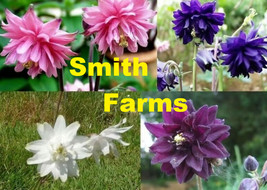 PPA 25+ Seeds Mix Columbine Flowers Aquilegia Vulgaris Perennial Pink Purple Whi - £5.13 GBP