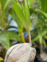 TKBONStore Sprouted Cocos Nucifera Green Coconut Plant Palm Tree (One) - £84.12 GBP