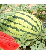 20 Seeds Lazy Melon King Watermelon Bonsai Red Meat Balcony Potted Vegetables Ga - $8.36