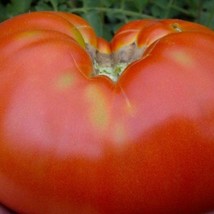 Cosmonaut Volkov Tomato Seeds Vegetable Seeds Seed Packets Russian USA Fast Ship - £14.27 GBP