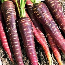 Carrot, Purple Haze, Hybrid, 100+ Seeds, Unusual Delicious and Sweet - £2.23 GBP