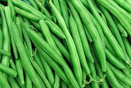 THJAR String Bean Bush Blue Lake | 50+ Seeds + |. Non-Gmo Heirloom Seeds - £16.05 GBP