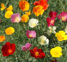 FRESH Poppy California Formula Mix Honey Bees Wild Bees Love 1000 Seeds - £4.63 GBP