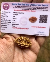 LAB CERTIFIED 2 Mukhi RUDRAKSHA Domukhi Rudraksh 1 Piece Iskon Lab Free ... - $14.81