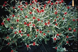 PSA Ferocactus Pringlei Exotic Gigant Golden Barrel Cacti Cactus Seed 20... - $18.60