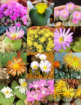 100 Seeds Conophytum Mix, Succulent Cactus Mixed Living Stones Rocks Plant Seed - £27.39 GBP