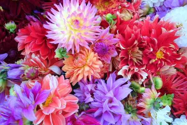 20 Dwarf Mixed Colors Redskin Dahlia Variabilis Red Skin Bicolor Flower ... - £8.01 GBP