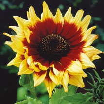Magic Roundabout Sunflower Plant Seeds - $6.99