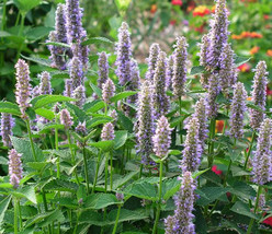 Anise Hyssop Seeds ~Agastache foeniculum~ Native Wildflower ~ Fragrant Prairie M - £2.32 GBP