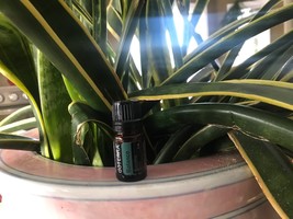 doTERRA Balance Essential Oil 5 mL Exp 12/2029 NEW &amp; SEALED - $17.99