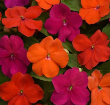 50 Pc Seeds Beacon Sanibel Mix Walleriana Flower, Impatiens Seeds for Planting  - £16.51 GBP
