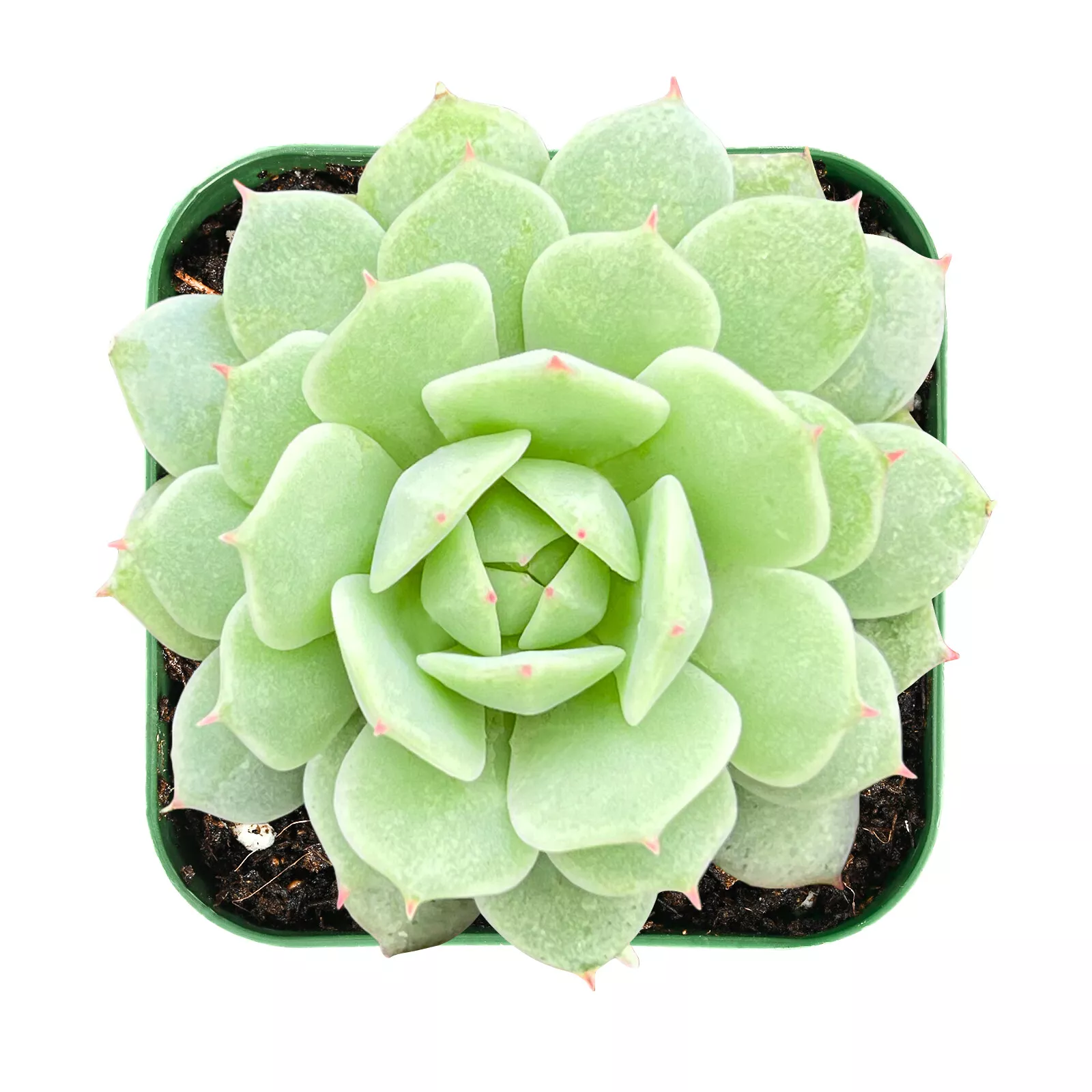 Rare Live Echeveria derenbergii Succulent plant Fully Rooted in 2 inch P... - $26.00