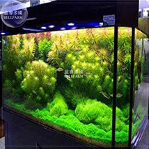 Bacopa Caroliniana &amp; Didiplis Diandra &amp; Spiky Moss Of Taiwan Quarium Gra... - $9.18