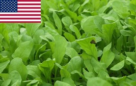 US Seller Arugula Rocket Salat Roquette Seeds 1000 Seeds New Fresh Seeds - £9.83 GBP