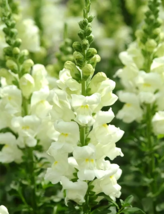 Tall White Snapdragon - 500 Seeds Easy To Grow Seed - £4.78 GBP