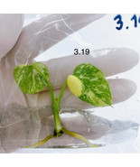 Monstera Thai Constellation - Tissue Culture - Variegated Monstera Delic... - $22.99