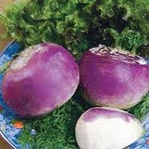 Rutabaga, American Purple Top Rutabaga Seeds, Heirloom, Non GMO, 100 Seeds - £2.34 GBP