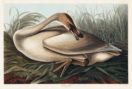 12124.Poster print or Canvas wall decor interior art design.Audubon bird.Swan - £12.90 GBP+