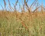 Sale 300 Seeds Ornamental Big Bluestem Grass Beardgrass Andropogon Gerar... - $9.90